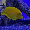 ACANTHURUS PYROFERUS BABY