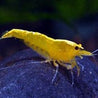 CARIDINA YELLOW