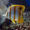 CHELMON ROSTRATUS
