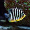 CENTROPHYGE MULTIFASCIATUS