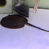 POTAMOTRYGON MOTORO