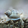 LUMACA NASSARIUS DISTORTUS