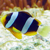 AMPHIPRION CLARKII