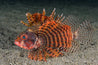 Dendrochirus Brachypterus