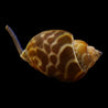 LUMACA BABILONIA