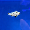 AMPHIPRION OCELLARI MOCHE WHITE COPPIA