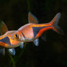 RASBORA HARLEQUIN