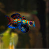 SINCHYROPUS SPLENDIDUS