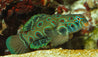 Synchiropus Picturatus maschio